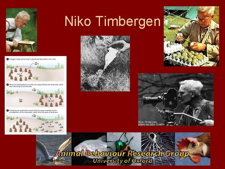 Niko Timbergen 