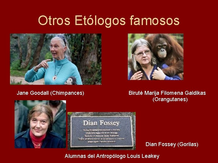 Otros Etólogos famosos Jane Goodall (Chimpances) Birutė Marija Filomena Galdikas (Orangutanes) Dian Fossey (Gorilas)