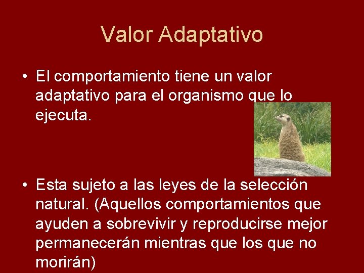 Valor Adaptativo • El comportamiento tiene un valor adaptativo para el organismo que lo