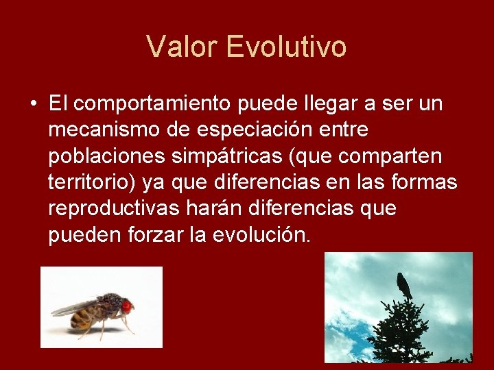 Valor Evolutivo • El comportamiento puede llegar a ser un mecanismo de especiación entre