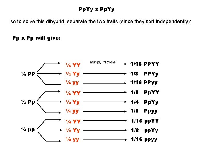 Pp. Yy x Pp. Yy so to solve this dihybrid, separate the two traits