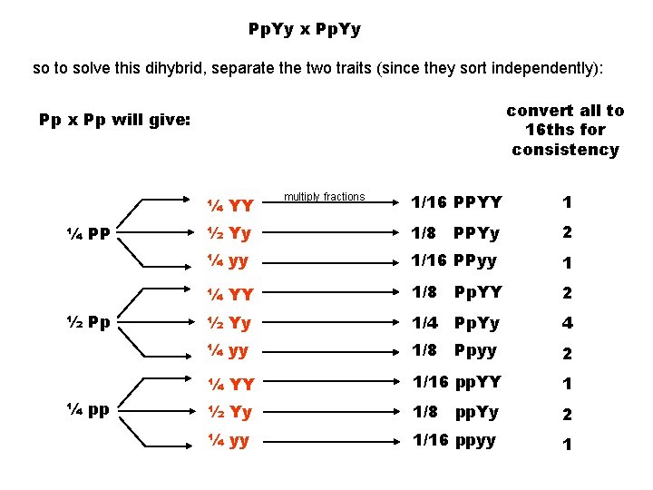 Pp. Yy x Pp. Yy so to solve this dihybrid, separate the two traits