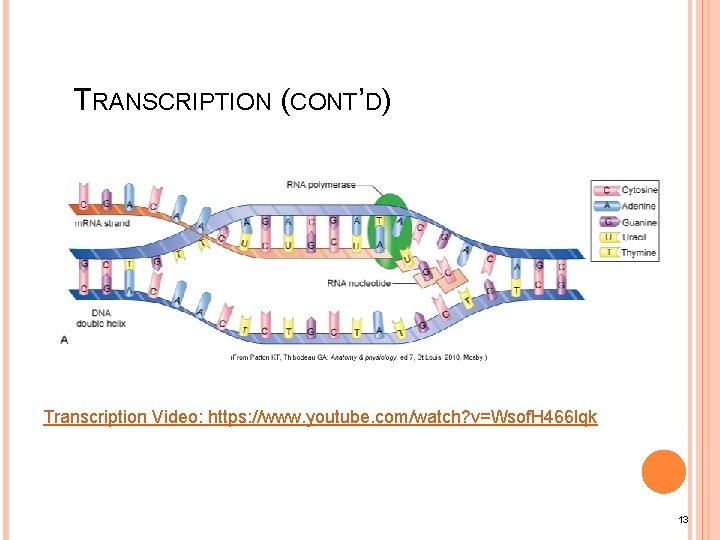 TRANSCRIPTION (CONT’D) Transcription Video: https: //www. youtube. com/watch? v=Wsof. H 466 lqk 13 