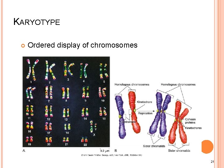 KARYOTYPE Ordered display of chromosomes 21 