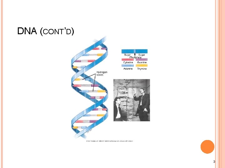 DNA (CONT’D) 3 