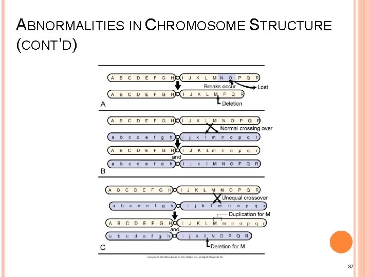 ABNORMALITIES IN CHROMOSOME STRUCTURE (CONT’D) 37 