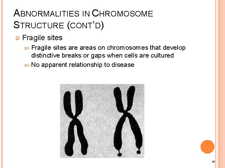 ABNORMALITIES IN CHROMOSOME STRUCTURE (CONT’D) Fragile sites areas on chromosomes that develop distinctive breaks