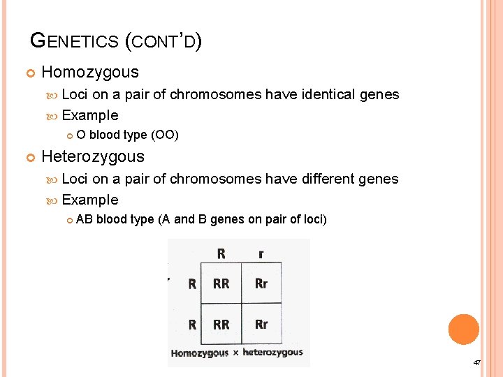GENETICS (CONT’D) Homozygous Loci on a pair of chromosomes have identical genes Example O
