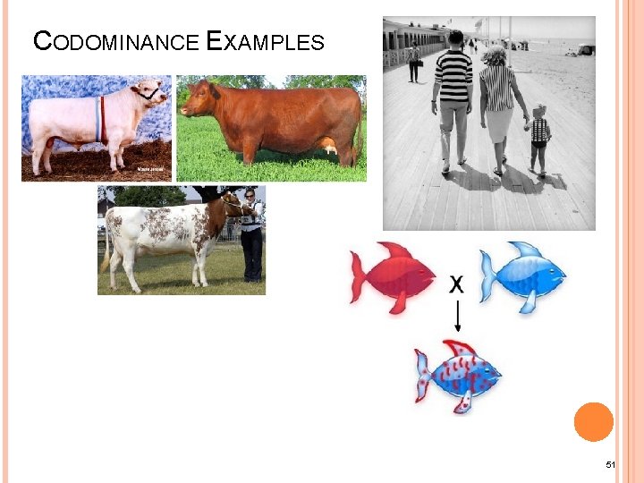 CODOMINANCE EXAMPLES 51 