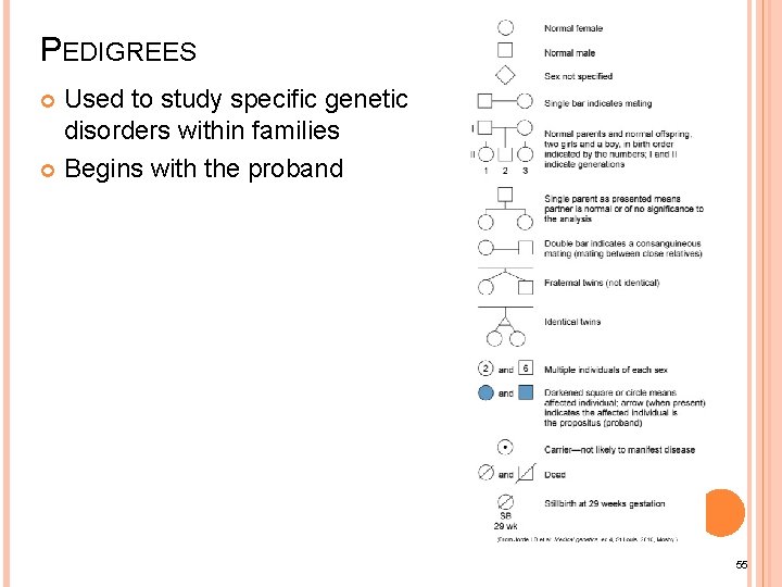PEDIGREES Used to study specific genetic disorders within families Begins with the proband 55