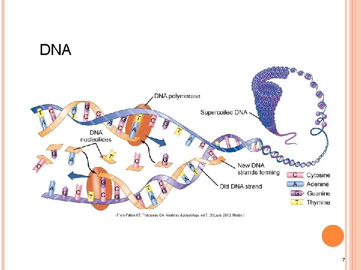 DNA 7 