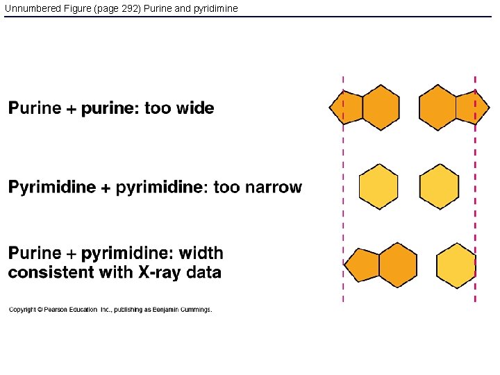 Unnumbered Figure (page 292) Purine and pyridimine 