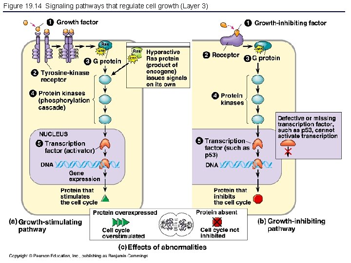 Figure 19. 14 Signaling pathways that regulate cell growth (Layer 3) 