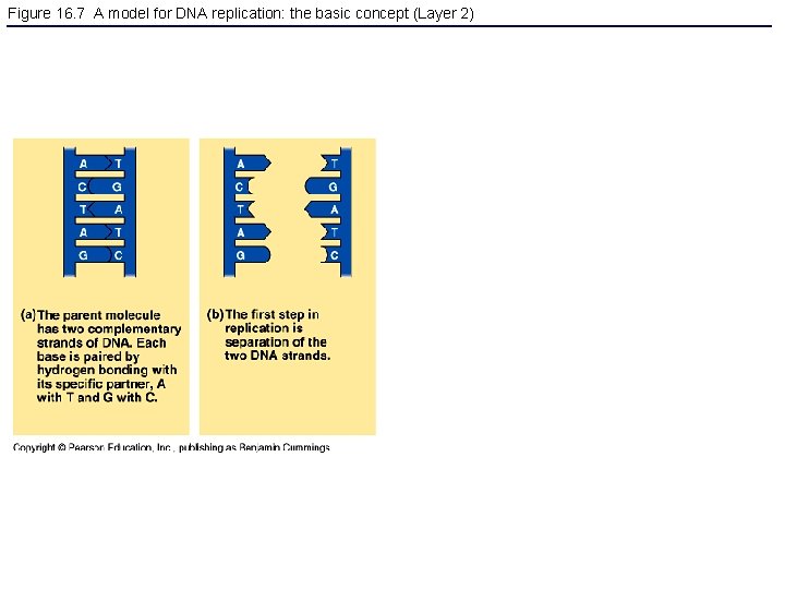 Figure 16. 7 A model for DNA replication: the basic concept (Layer 2) 