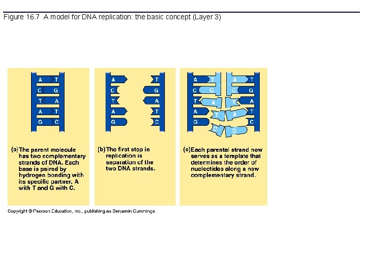 Figure 16. 7 A model for DNA replication: the basic concept (Layer 3) 