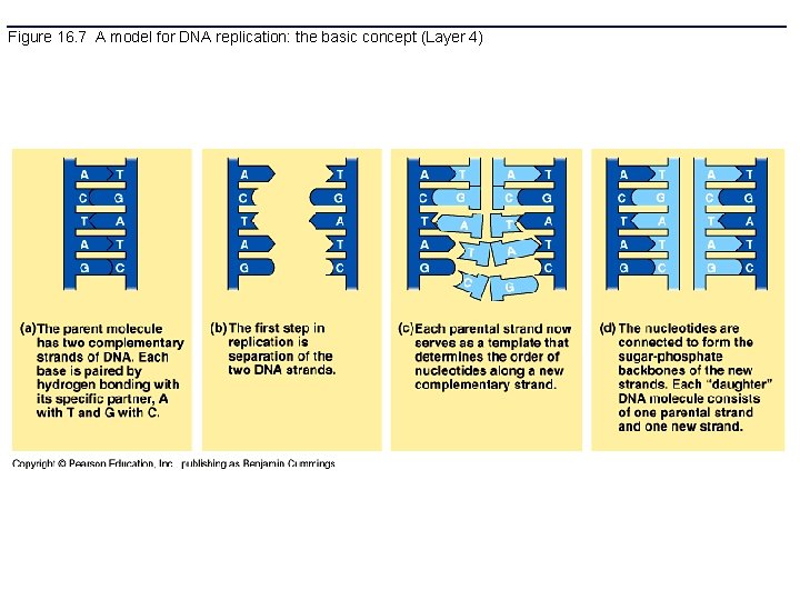 Figure 16. 7 A model for DNA replication: the basic concept (Layer 4) 