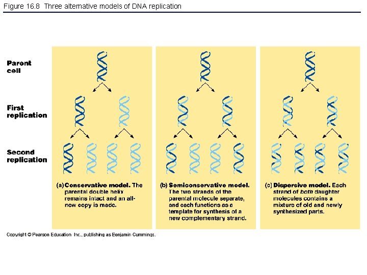 Figure 16. 8 Three alternative models of DNA replication 