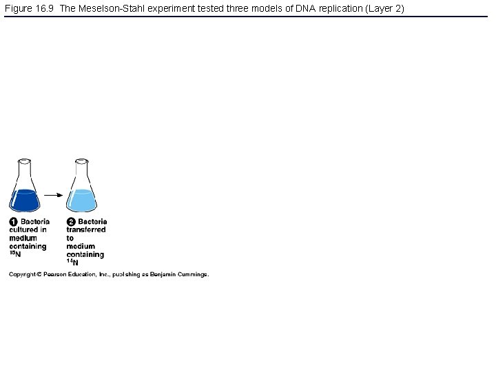 Figure 16. 9 The Meselson-Stahl experiment tested three models of DNA replication (Layer 2)