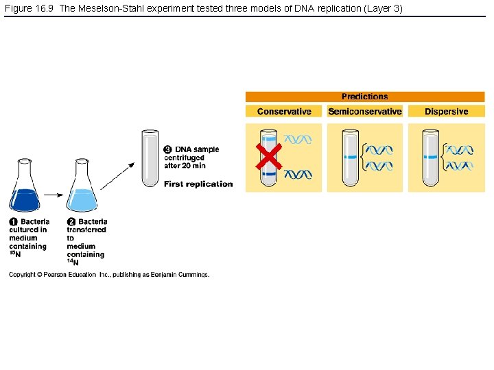 Figure 16. 9 The Meselson-Stahl experiment tested three models of DNA replication (Layer 3)