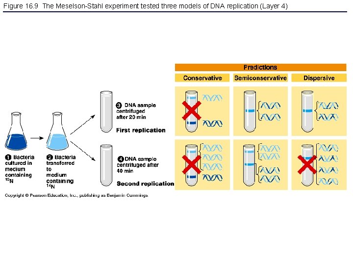Figure 16. 9 The Meselson-Stahl experiment tested three models of DNA replication (Layer 4)