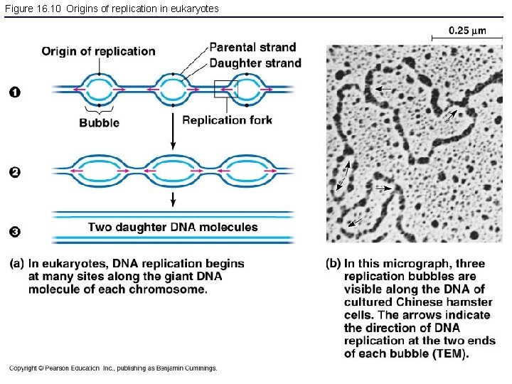 Figure 16. 10 Origins of replication in eukaryotes 