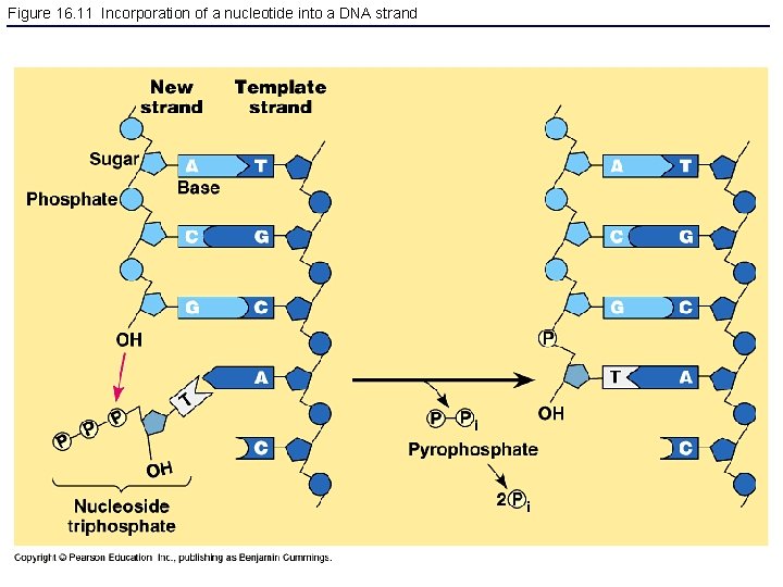 Figure 16. 11 Incorporation of a nucleotide into a DNA strand 