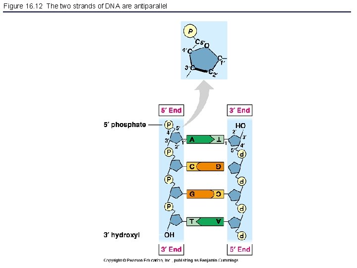 Figure 16. 12 The two strands of DNA are antiparallel 