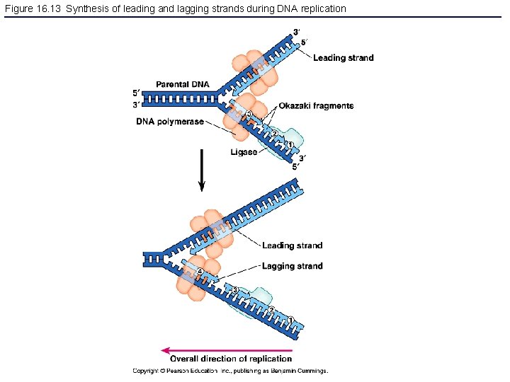 Figure 16. 13 Synthesis of leading and lagging strands during DNA replication 