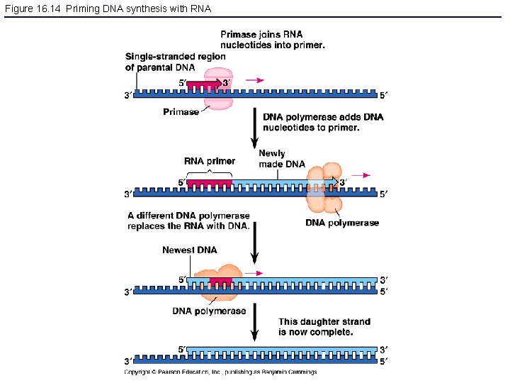 Figure 16. 14 Priming DNA synthesis with RNA 