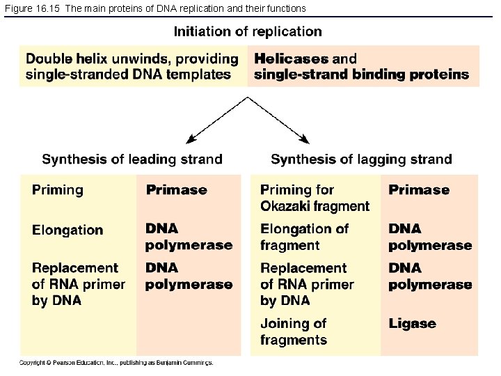 Figure 16. 15 The main proteins of DNA replication and their functions 