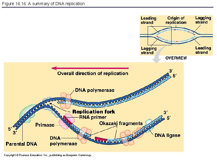 Figure 16. 16 A summary of DNA replication 