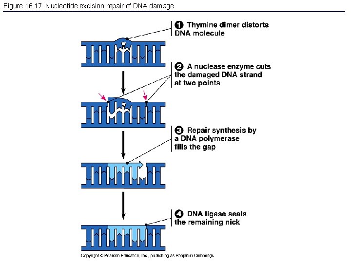 Figure 16. 17 Nucleotide excision repair of DNA damage 