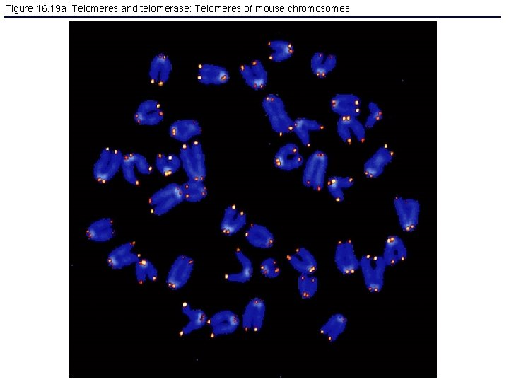 Figure 16. 19 a Telomeres and telomerase: Telomeres of mouse chromosomes 