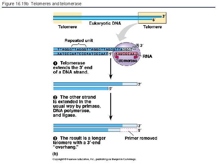 Figure 16. 19 b Telomeres and telomerase 