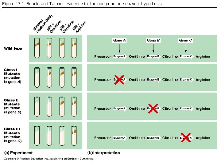 Figure 17. 1 Beadle and Tatum’s evidence for the one gene-one enzyme hypothesis 