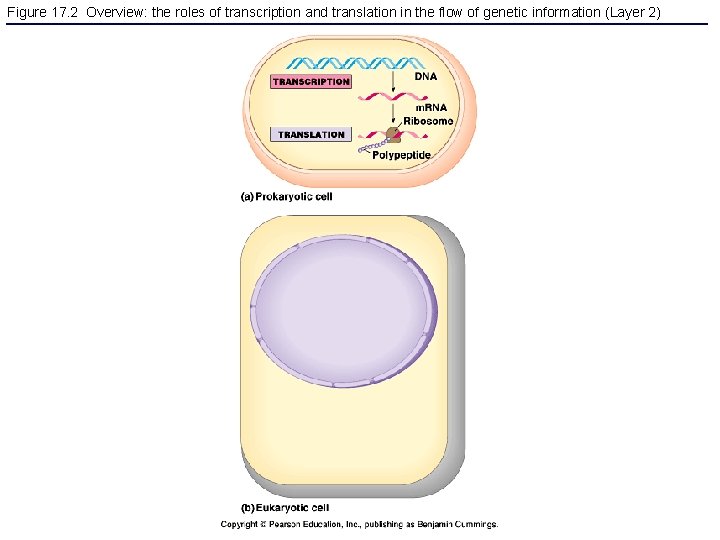 Figure 17. 2 Overview: the roles of transcription and translation in the flow of