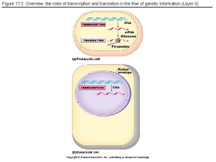 Figure 17. 2 Overview: the roles of transcription and translation in the flow of
