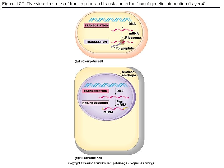 Figure 17. 2 Overview: the roles of transcription and translation in the flow of