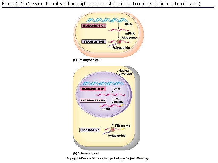 Figure 17. 2 Overview: the roles of transcription and translation in the flow of