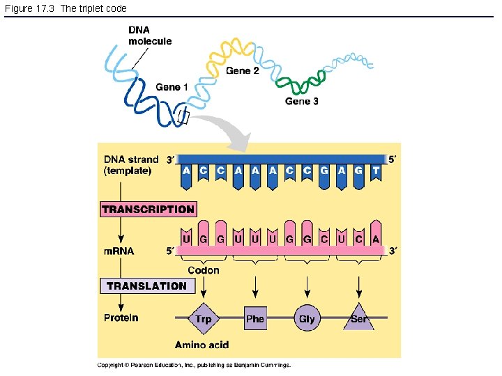 Figure 17. 3 The triplet code 