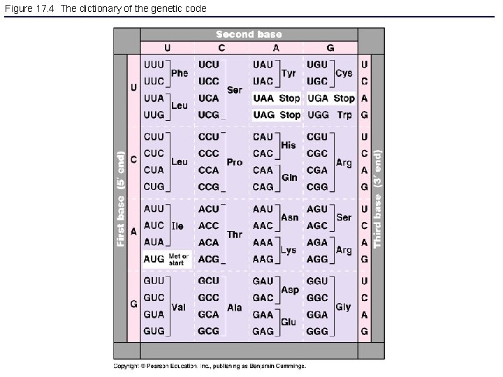 Figure 17. 4 The dictionary of the genetic code 