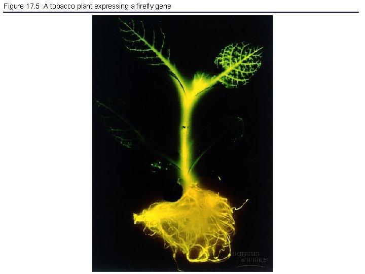 Figure 17. 5 A tobacco plant expressing a firefly gene 