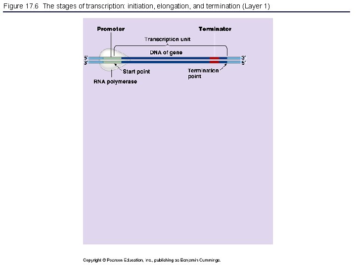 Figure 17. 6 The stages of transcription: initiation, elongation, and termination (Layer 1) 