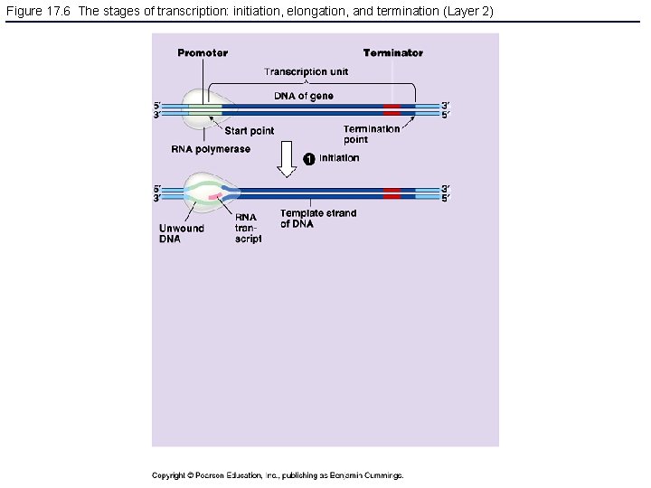 Figure 17. 6 The stages of transcription: initiation, elongation, and termination (Layer 2) 
