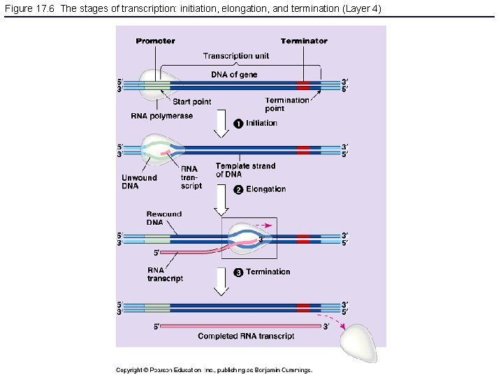 Figure 17. 6 The stages of transcription: initiation, elongation, and termination (Layer 4) 