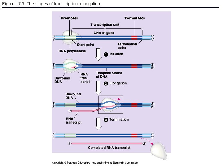 Figure 17. 6 The stages of transcription: elongation 
