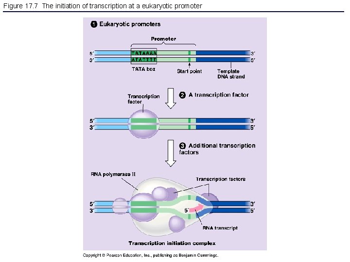Figure 17. 7 The initiation of transcription at a eukaryotic promoter 
