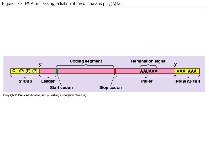 Figure 17. 8 RNA processing; addition of the 5 cap and poly(A) tail 