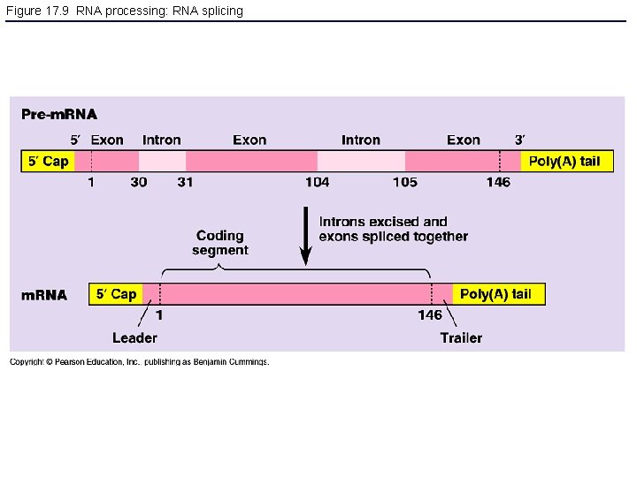 Figure 17. 9 RNA processing: RNA splicing 