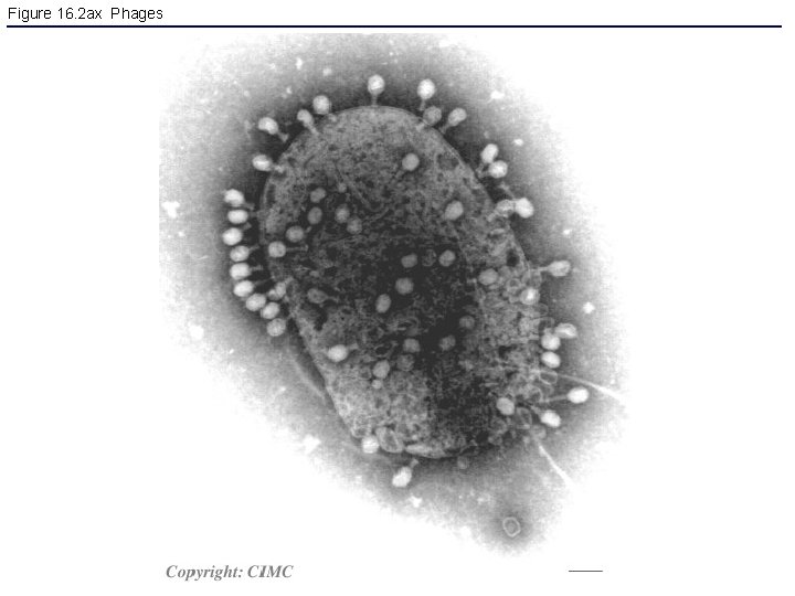 Figure 16. 2 ax Phages 